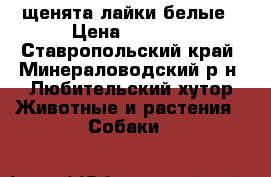 щенята лайки белые › Цена ­ 3 000 - Ставропольский край, Минераловодский р-н, Любительский хутор Животные и растения » Собаки   